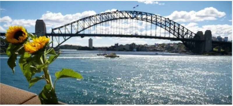 Sydney Harbour sunflower ceremony to remember lives lost to suicide.