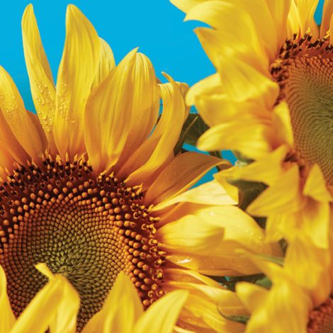 Sunflowers at Wesley LifeForce Sydney Memorial 2024 event at Sydney Opera House